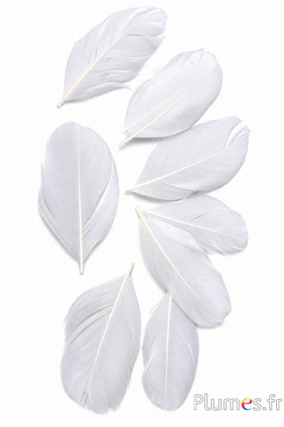 Petali in piume - 6-8 x 3-4 cm - bianco